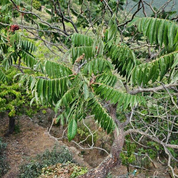 Rhus glabra Alia