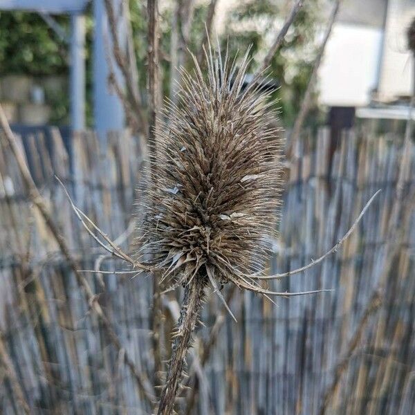 Dipsacus fullonum Vrucht