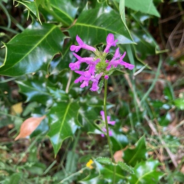 Betonica officinalis Flower