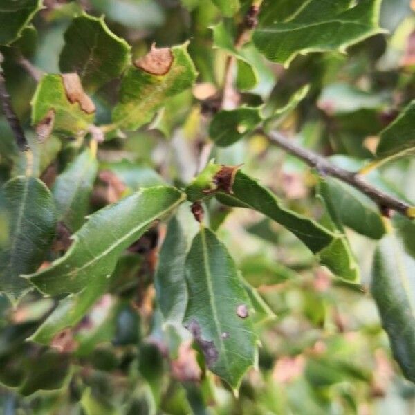 Quercus coccifera Leaf