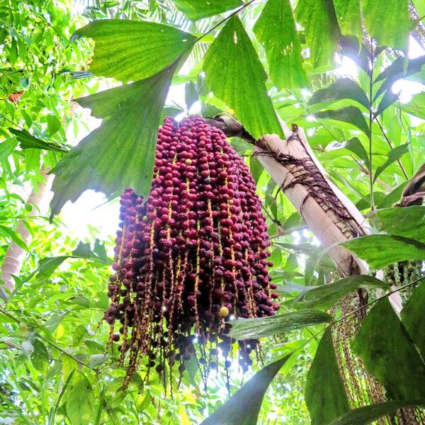 Caryota mitis 果實