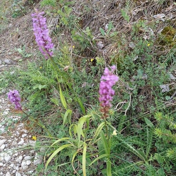 Gymnadenia conopsea Habit