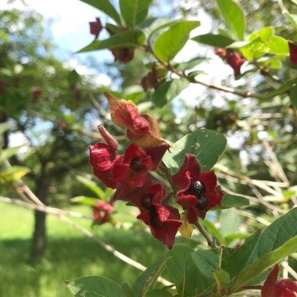 Lonicera involucrata Blüte