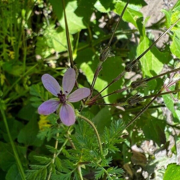 Erodium cicutarium Lorea