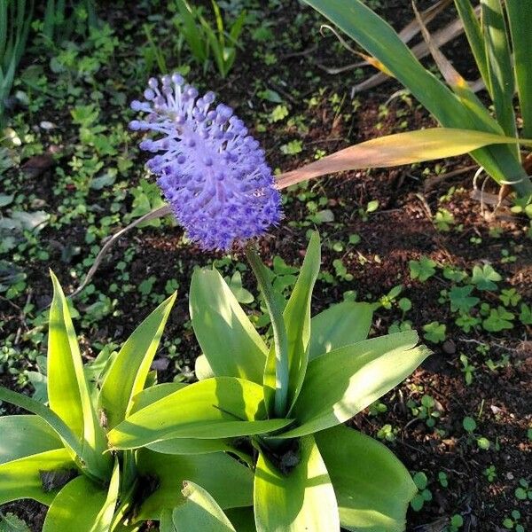 Scilla hyacinthoides 花