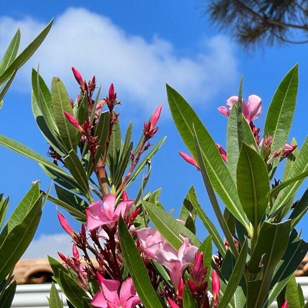 Nerium oleander Virág