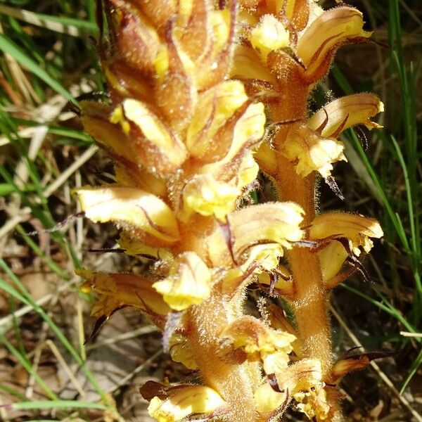 Orobanche lutea Blomma