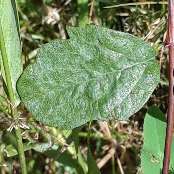 Symphoricarpos occidentalis Yaprak