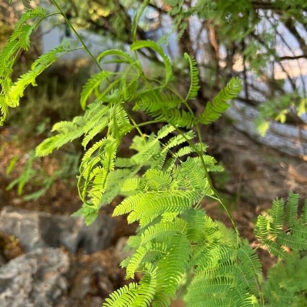 Vachellia farnesiana Blad