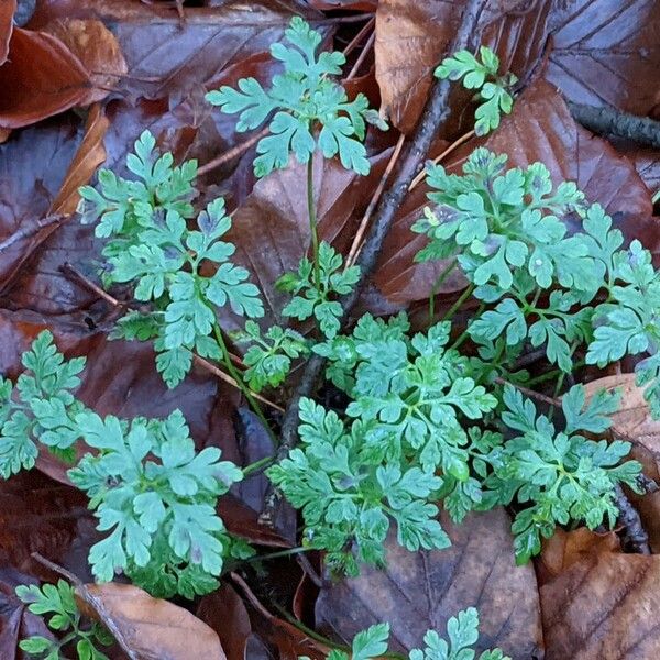 Geranium robertianum Φύλλο