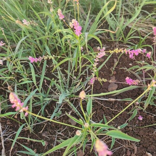 Digera muricata Blomma