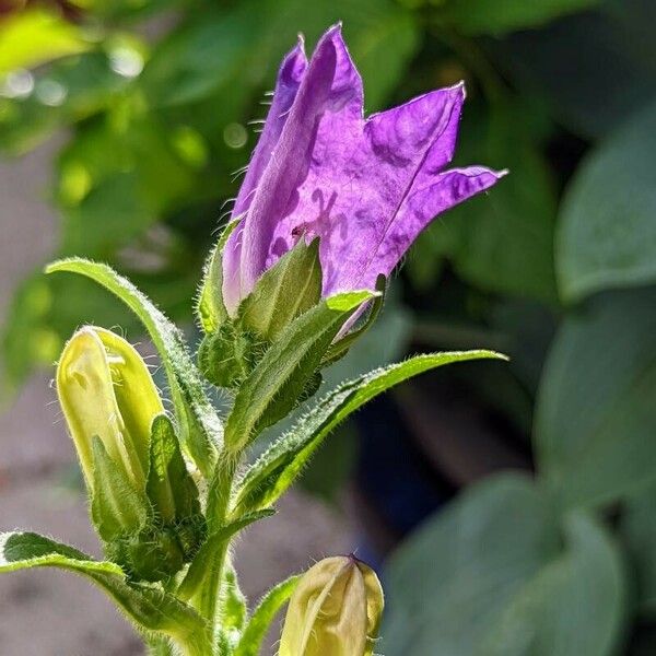 Campanula medium Цвят