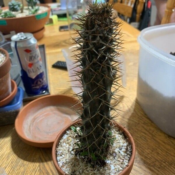 Pachypodium lamerei Blad