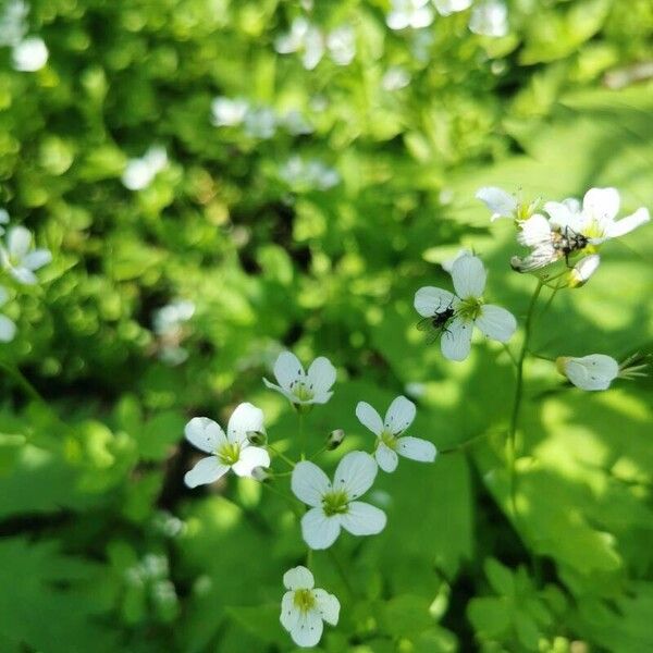 Cardamine amara Flor