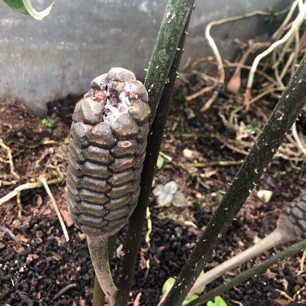 Zamia muricata