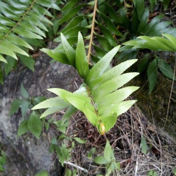 Nephrolepis abrupta Folha