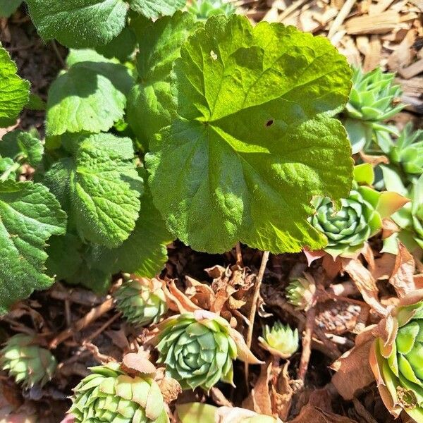 Geum pyrenaicum ᱥᱟᱠᱟᱢ