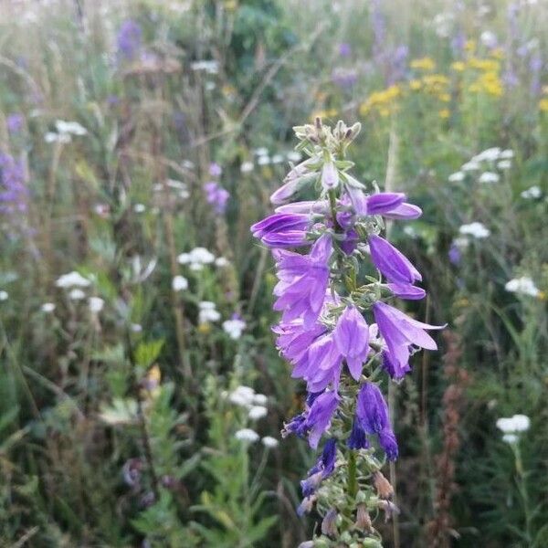 Campanula bononiensis Õis