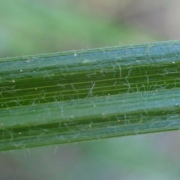 Carex hirta Habitus