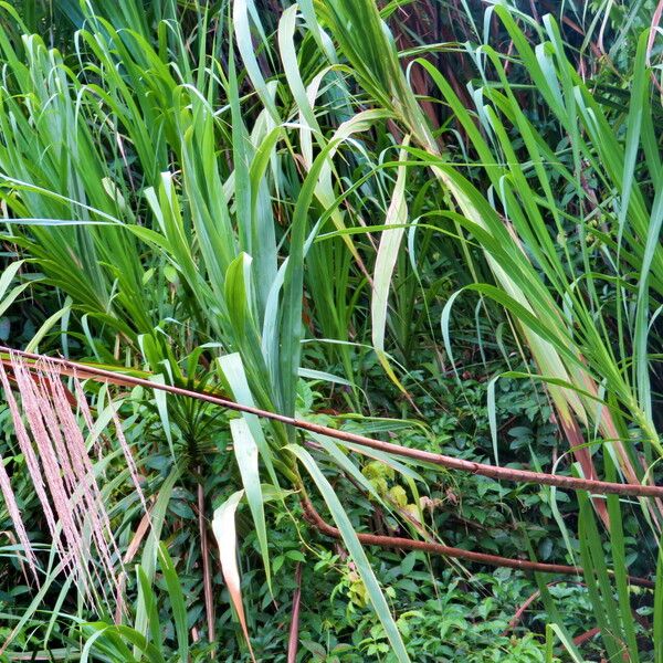 Saccharum spontaneum Leaf