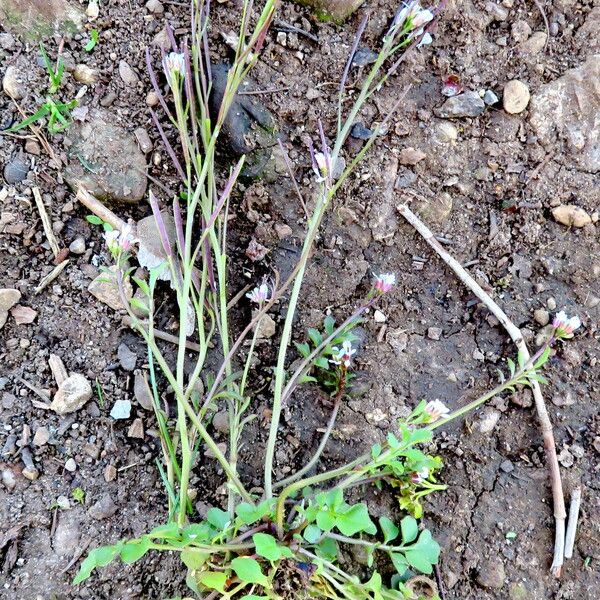 Cardamine hirsuta Συνήθη χαρακτηριστικά