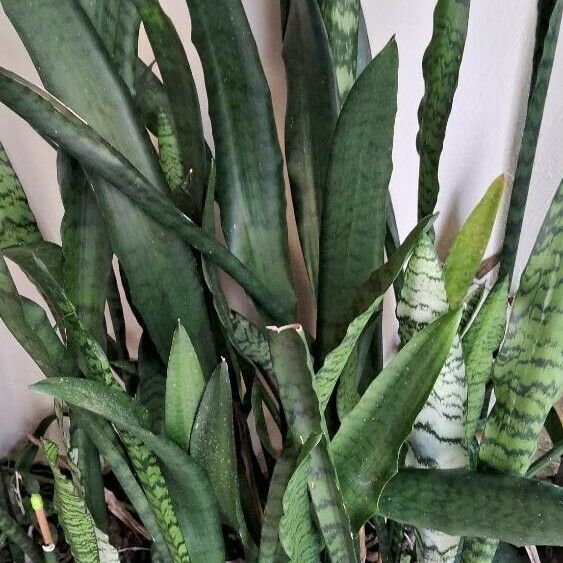 Dracaena hyacinthoides Leht