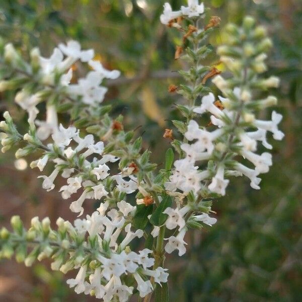 Aloysia gratissima Flower