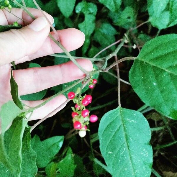 Citharexylum spinosum 果實