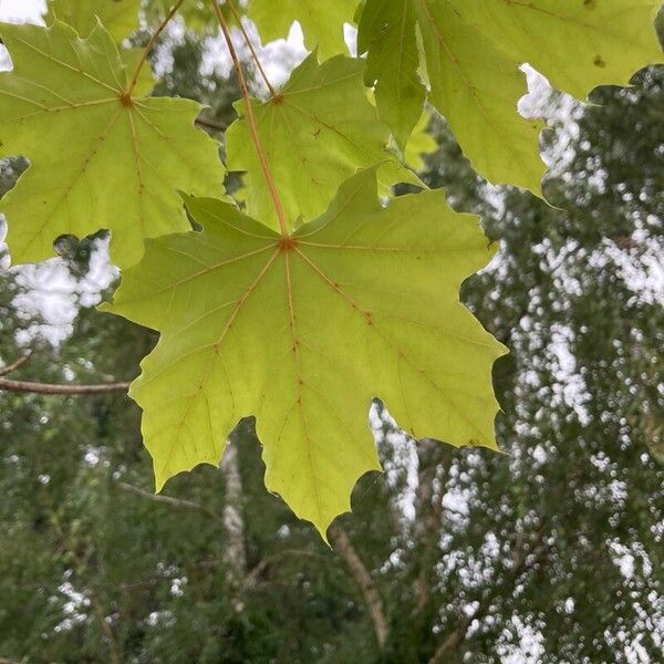 Acer saccharum Feuille