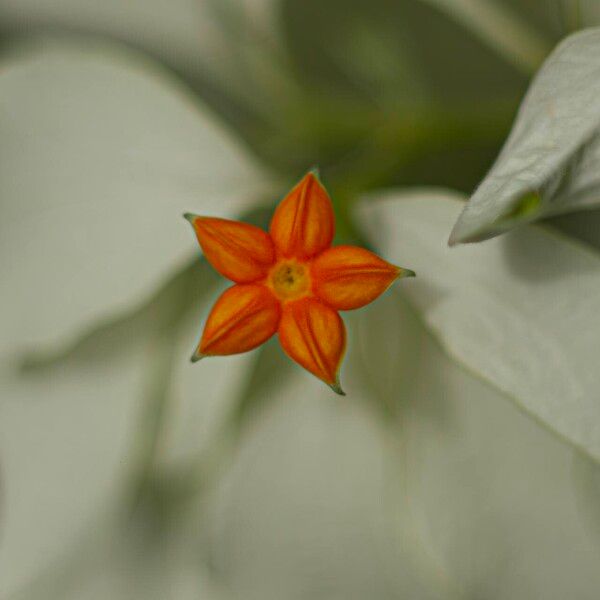 Mussaenda frondosa Flor