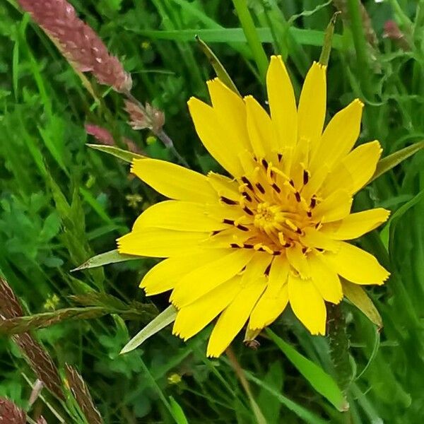 Tragopogon pratensis Flower