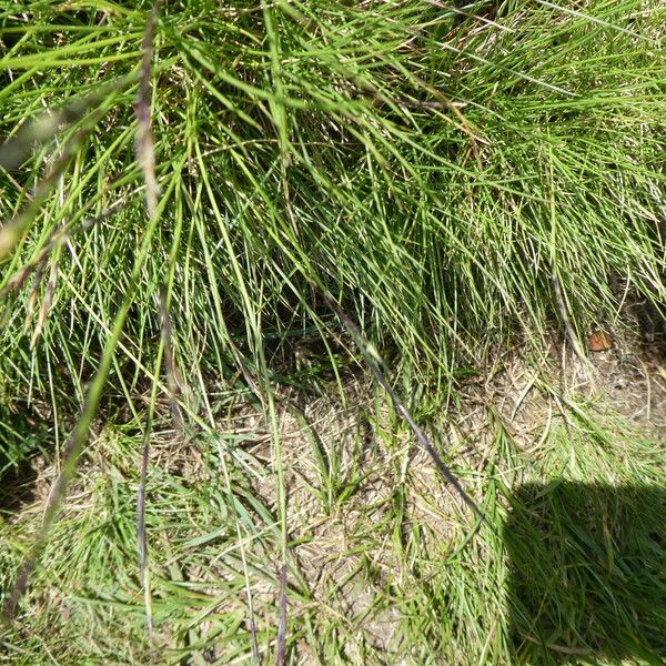 Carex echinata পাতা