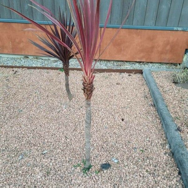 Cordyline australis Leaf