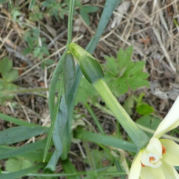 Narcissus poeticus Kabuk