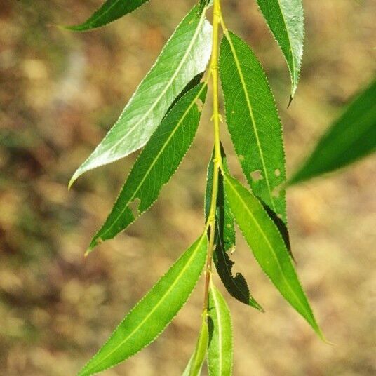 Salix × fragilis Frunză