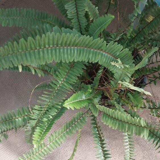 Nephrolepis cordifolia Blad