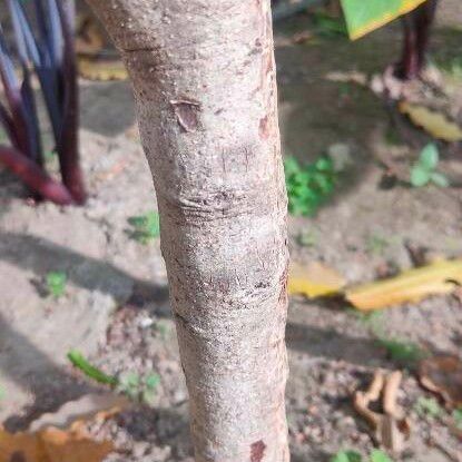 Phyllanthus emblica Bark