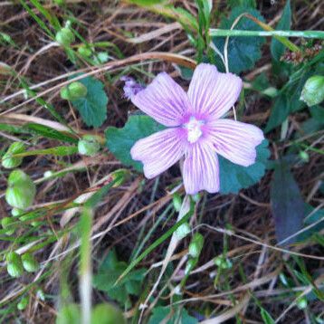 Sidalcea malviflora Cvet