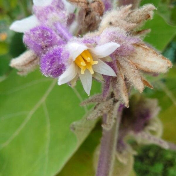 Solanum quitoense Flower