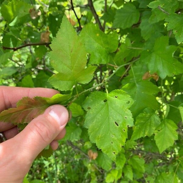 Crataegus submollis Hoja