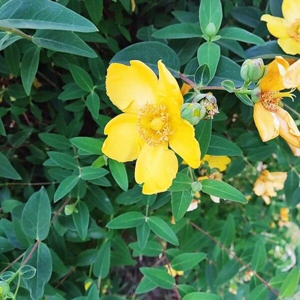 Hypericum patulum Blüte