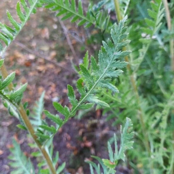 Achillea filipendulina पत्ता