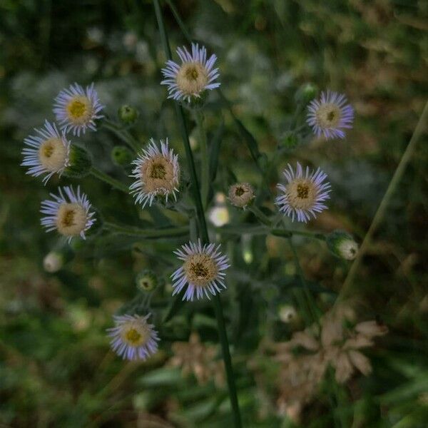 Erigeron acris Flower