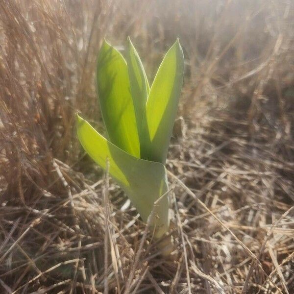 Drimia altissima Leaf