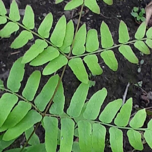 Osmunda regalis পাতা