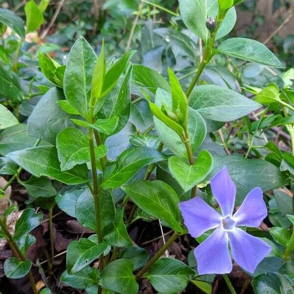 Vinca major Hábito