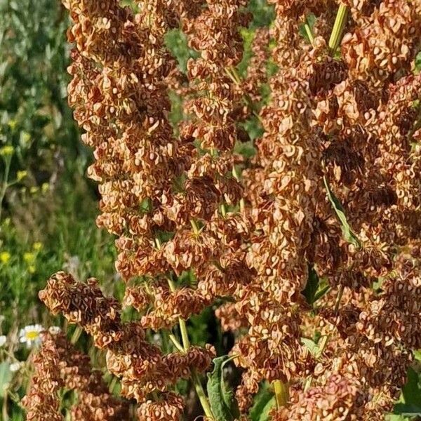 Rumex aquaticus 其他