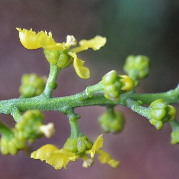 Bunchosia polystachia പുഷ്പം