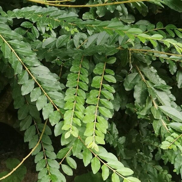 Ligustrum sinense Hoja