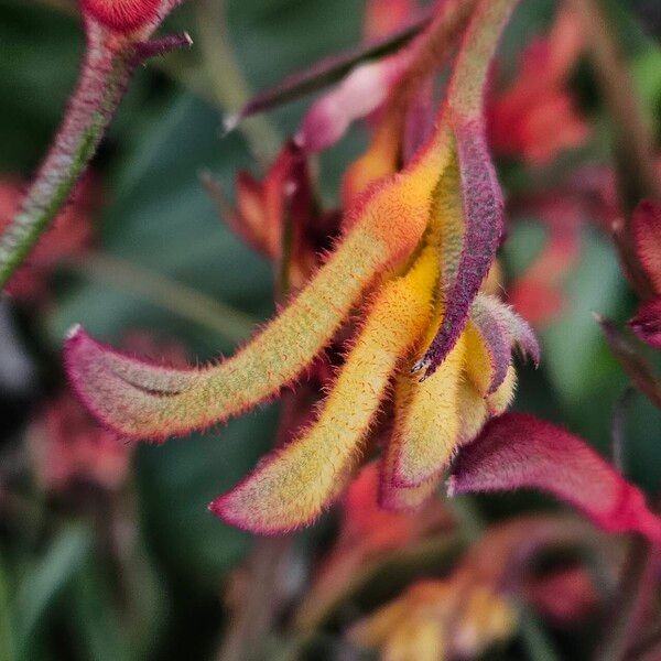 Anigozanthos flavidus Flower